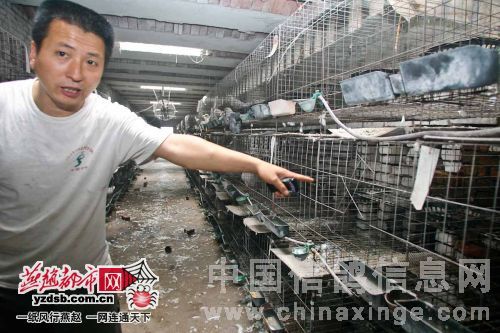 200种鸽被盗 鸽友们需防范(图)